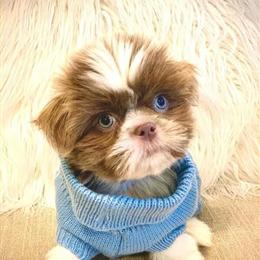 Shih Tzu with Green Eyes and Brown Noses in Burlington, ky