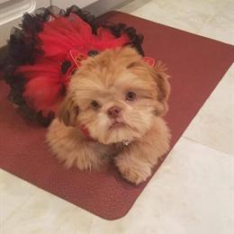 Shih Tzu Puppies with Rare Hair Colors in Burlington, ky