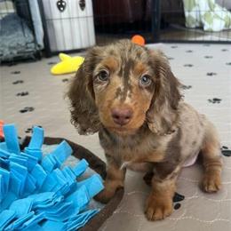 Dachshund Puppies Ready for New Homes Now in Canton, oh