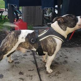 Pocket American Bully Male Available in Troy, ny