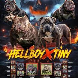 American Bullies with Great Pedigree Available in Baltimore, md