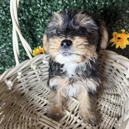 Yorkshire Terrier Puppies for Sale in Rockingham, nc