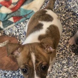 Jack Russell Puppies Ready for Adoption in Fowlerville, mi