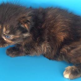 Purebred Maine Coon Kittens for Sale in Atlanta, ga