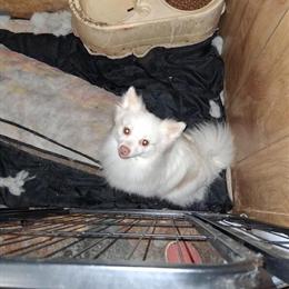 Pomeranian Male, 3 Years Old, Up to Date on Shots in Gladwin, mi