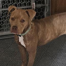 Pit Bull Mix Puppy Needs a Loving Home in Monroe, mi