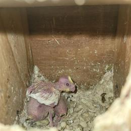 Baby Cockatiels for $150 Each in Buffalo, ny