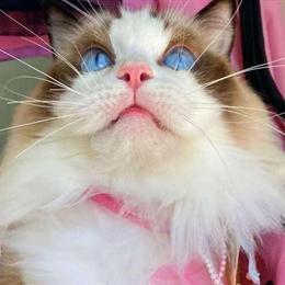 Pretty Ragdoll Cat Looking for a Loving Home in Anaheim, ca
