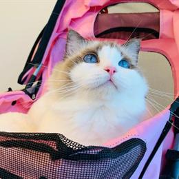 Beautiful Ragdoll Cat Looking for a Loving Home in Anaheim, ca