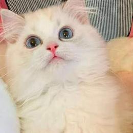 Ragdoll kitten available for meeting in person in Anaheim, ca