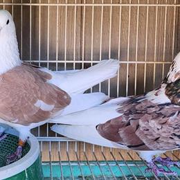 Iranian highflyer pairs for sale in Pacoima, ca