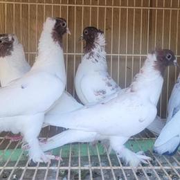 Pigeons with Colored Heads for Sale in Pacoima, ca