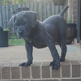 Male Blue Boerboel Puppy ICA Registered in Charlottesville, va