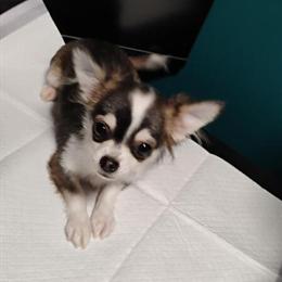 Chihuahua - AKC Registered Female Ready for Adoption in Youngstown, oh