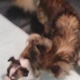 AKC Long Haired Female Chihuahua for Adoption - Reduced Price $1200 in Youngstown, oh