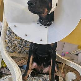 Big Bone Doberman Pinscher Puppy - Fully Vaccinated and Crate Trained in Lehigh Acres, fl