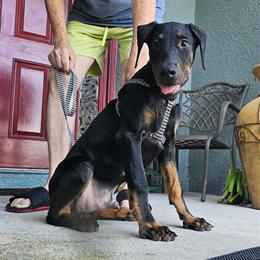Big Bone Doberman Pinscher Puppy - Fully Vaccinated and Crate Trained in Lehigh Acres, fl