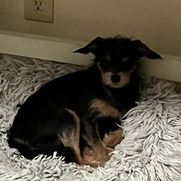 Yorkiepoo and Minpin Bonded Brothers for Adoption in Grand Rapids, mi