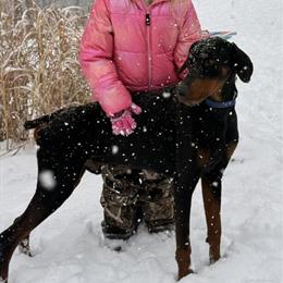 Large Male Doberman with Excellent Temperament in Ashland, ky