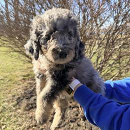Medium F1B Bernedoodles Ready for New Homes in Warsaw, in