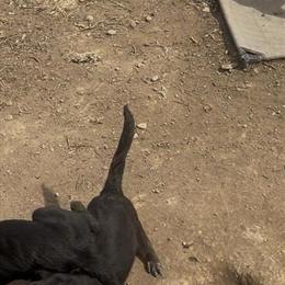 Female Carolina Dog Puppy Available in Akron, oh