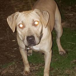 American Pit Bull Terrier Female Available - 12 Months Old in Chapel Hill, nc