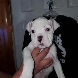 AKC Boxer Puppies Available in Lowell, ma