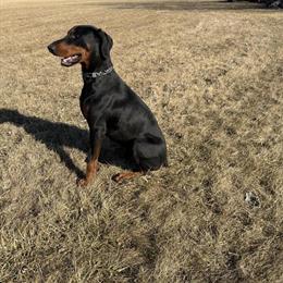 Male Doberman Pinscher, AKC Registered, 1 Year 5 Months Old in Lake in the Hills, il