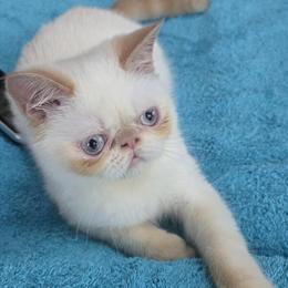 Exotic Shorthair Male Kitten in Flame Point Color in Gurnee, il