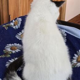 British Shorthair Male Kitten in White and Black Color in Gurnee, il