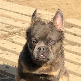 Fluffy male dog available for rehoming in Raleigh, nc