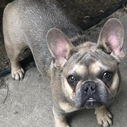 Female pet seeking a new home in Raleigh, nc