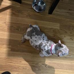3 Month Old Female Merle Bully in Richmond, va