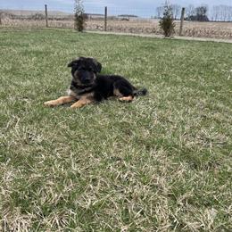 Long Coat German Shepherd Puppies Available in Columbus, Ohio in Sunbury, oh