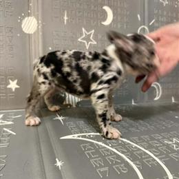 Frenchton Bulldog Puppies Ready for Forever Homes in Indianapolis, in