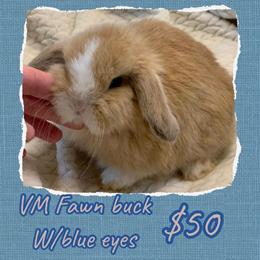 Holland Lops for Sale in Odon, in