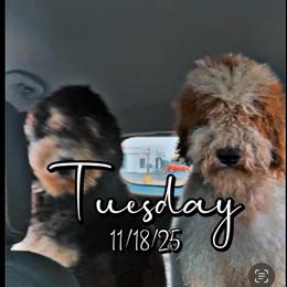 Mini Bernedoodle Puppies for Sale in Detroit, mi