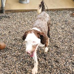 Portuguese Water Dog Puppies Available in Fowlerville, mi