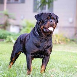 German Rottweiler Stud with Champion Bloodlines in Saginaw, mi