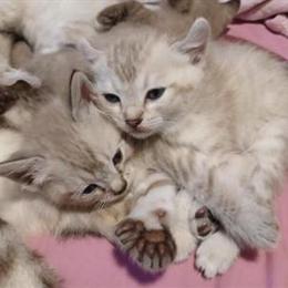 Highland Lynx Kittens Available for Rehoming in Arroyo Grande, ca