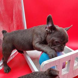 French Bulldog Puppy Girls Looking for Forever Homes in Goshen, in