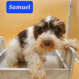 Miniature Schnauzer Male Puppy Available in Goshen, in