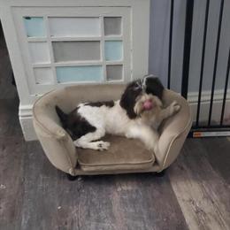 Cockapoo Puppy Available for Adoption in Goshen, in