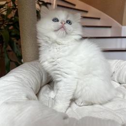 Ragdoll Kittens Available - One Male Left in Buffalo, ny