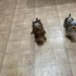 Mini Yorkshire Terriers for Valentine's Day in Racine, wi