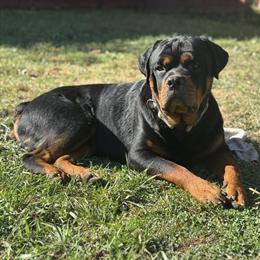 Rottweiler Male Available for Stud in Maryland and Pennsylvania in Hanover, pa