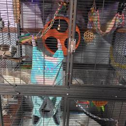 Sugar Gliders for Adoption: Male and Pregnant Female in Monroe, mi