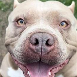 American Bully Stud Available - UKC & ABKC Registered in Stockton, ca