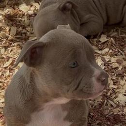 American Bully Puppies Available - 8 Weeks Old in Stockton, ca