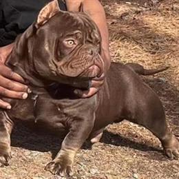 Chocolate Merle Micro Boy for Sale in Hopewell, va